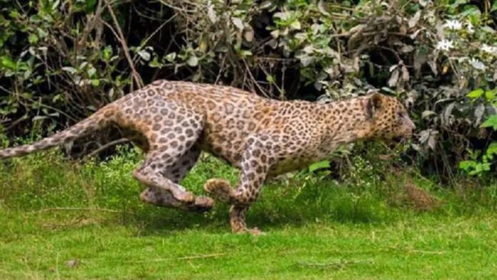 Leopard attacks people in Moradabad